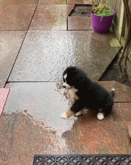 비를 처음 본 강아지