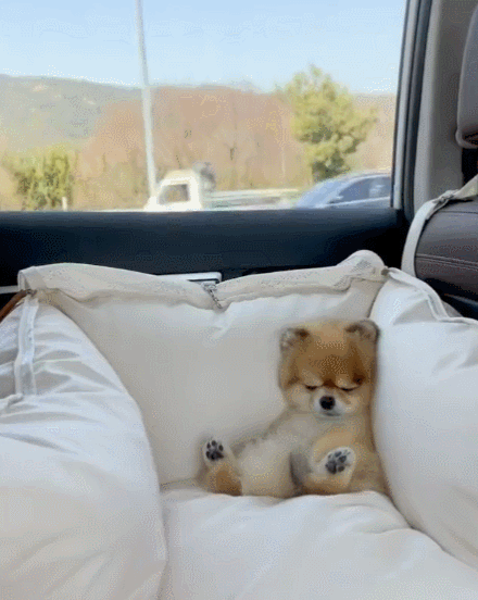 여행중 피곤해서 자는 강아지