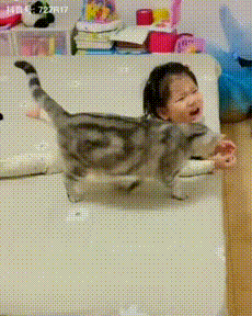 아기집사 지키는 고양이