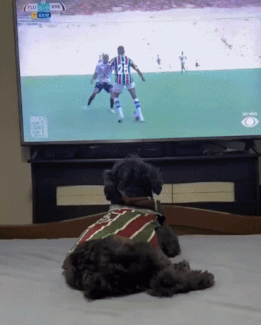 축구보는 강아지.gif