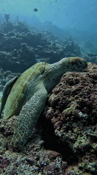 거북이가 바다속에서 자는 모습.gif