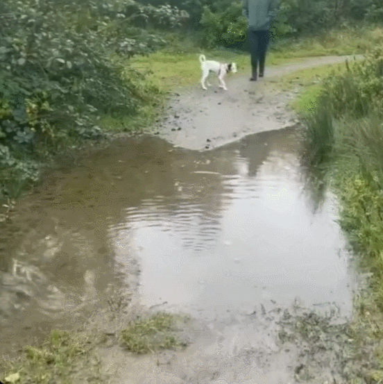 강아지가 물 건너는 방법.gif