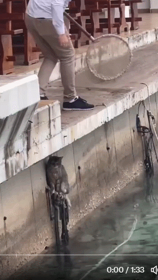 물에 빠진 고양이 구출하는 아재.gif