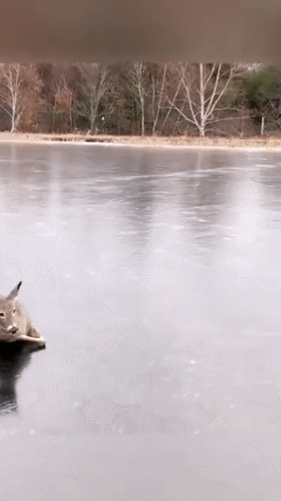 얼어버린 호수에 갇힌 사슴 구출.gif