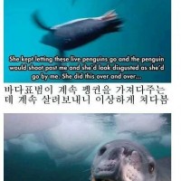 마음씨 고운 바다표범