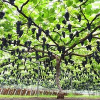 포도나무 한 그루에 4천 송이가 열렸다 - 세계 최고