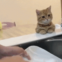 설거지 구경하는 고양이.gif