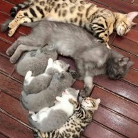 [사진] 낮잠 자는 고양이 일가족