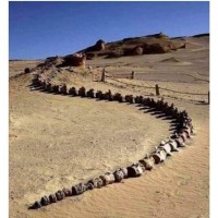 이집트에서 발견됐다는 거대화석