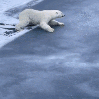북극곰이 두껍지 않은 얼음위로 지나가는 방법.gif
