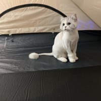 집사 텐트 구경온 고양이