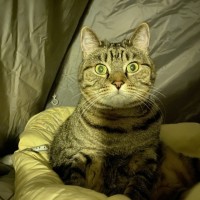 텐트 안에 고양이 입니다