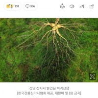 전남 산지서 415ｇ 희귀산삼 발견…추정가 6억8천만원
