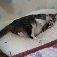 국가가 허락한 유일한 마약에 심취한 고양이 대봉이.jp…