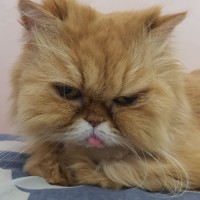 메롱하는 고양이 슈미.jpg