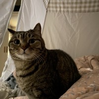 고양이 텐트 밖으로 쫓아냈습니다