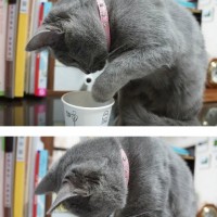 탄산음료 구경하는 고양이