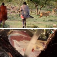 아프리카에서 고기 얻는 간단한 방법