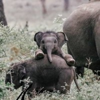 아기코끼리 사진.jpg
