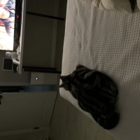 티비보는 아빠옆에서 자는 고양이.jpg