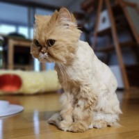 집사가 털파먹고 대두냥이 된 고양이 슈미.jpg