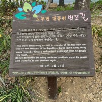 인천 계양 노무현대통령 벚꽃길