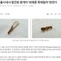 강남 흰개미 조사 결과.news
