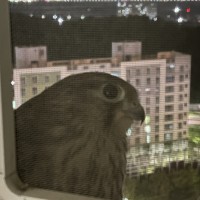 아파트 방 창문밖에 살짝 공간 있는데 새가.....