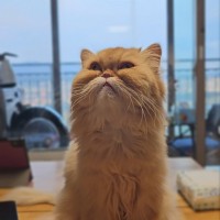 집사 기준 고양이 슈미가 가장 귀여울 때.jpgif