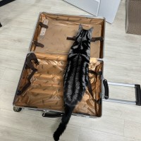 여행가방에 스스로 들어가는 고양이.jpg