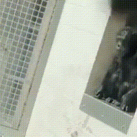 갇혀있던 29살 침팬지가 세상에 처음 나왔을때.gif