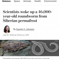 실험실에서 해동·부활시킨 46000년전 선충