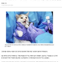 “캣맘 파업하자” 고양이 동호회에 올라온 글, 예상 밖 응원 물결