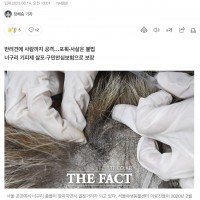 반려견 덮치는 너구리…서울시·자치구 골칫거리
