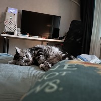 집사와 같이 자고 일어난 고양이.jpg