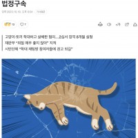 활 쏴 고양이 죽이고 SNS 공유 20대… 2심서 법정구속