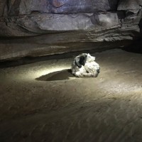 500미터 지하동굴 탐험하다가 발견된거