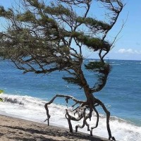하와이 급똥 나무.jpg