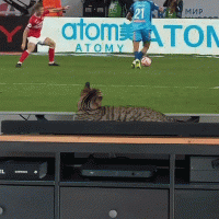 축구 시청하다 날라가는 고양이