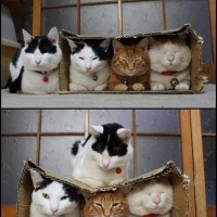 박스가 좋은 고양이들