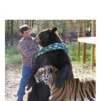 믿기지 않는 사자와 곰, 호랑이 사이의 우정