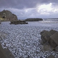물고기 사체 1000t 떠밀려온 일본…정부 “우리 국민…