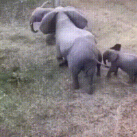 코끼리의 새끼 보호.gif