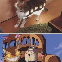 고양이. 완벽한 고양이버스