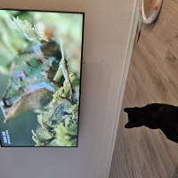 고양이가 TV를 좋아합니다.