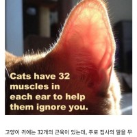 고양이 귀에 관한 진실 jpg
