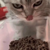 특이하게 사료 먹는 고양이