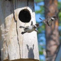 사진. 아기 새들의 첫 비행