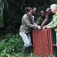 침팬지를 자연으로 돌려보내는 제인 구달 박사.gif
