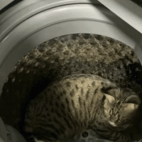 세탁기 들어가서 안나오는 고양이 꺼내는 꿀팁